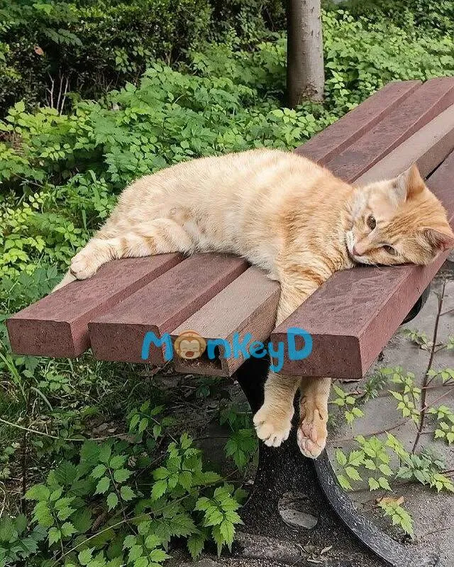 Khi Nữ Phụ Thuần Tình Xuyên Vào Truyện Người Lớn