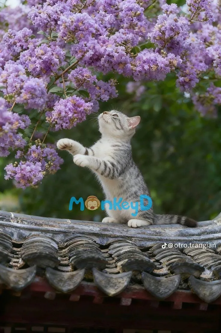 Xuyên Thành Bạch Nguyệt Quang Của Nam Chính Âm Trầm Trong Truyện Xuyên Sách